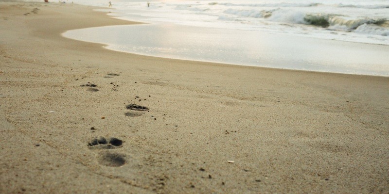 Picture of How do you delete a digital footprint? An action plan | NordVPN