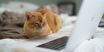 What Is the Meow Bot and How Can Strong Passwords Help Protect Yourself Against It? screenshot